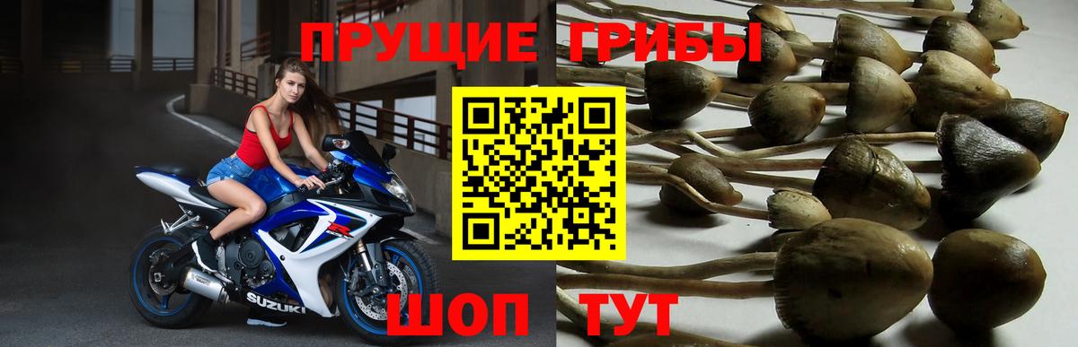 Галлюциногенные грибы прущие грибы  Вход с VPN  Сердобск  Псилоцибиновые грибы Psilocybine cubensis 